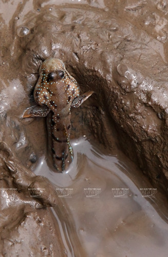 Cá thòi lòi kho tiêu ảnh 4