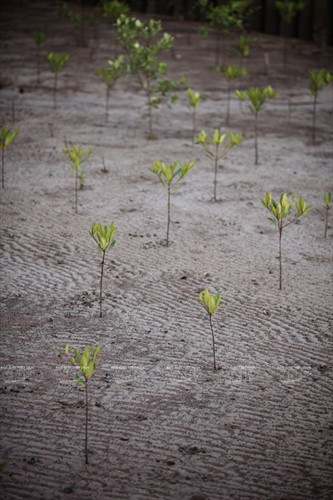 Cá thòi lòi kho tiêu ảnh 3