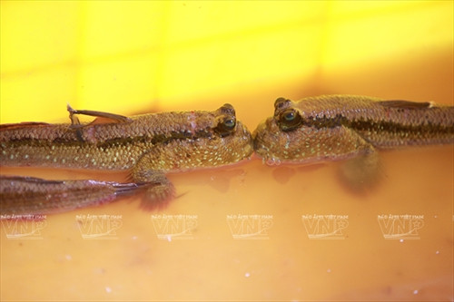 Cá thòi lòi kho tiêu ảnh 2