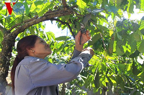 Chị Y Hếp chăm sóc cà phê. Ảnh: vov4.vov.vn