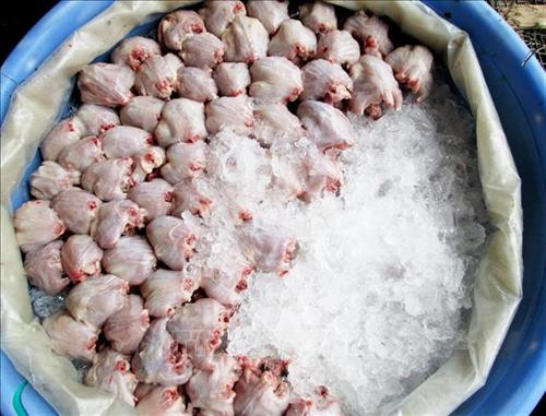 Chuột, sau khi lột da, bỏ đầu, đuôi, chân và mổ bỏ nội tạng, chỉ chừa lại 2 lá gan và chùm mỡ được ướp đá và chở đi bán khắp các chợ đầu mối tại thành phố Long Xuyên, có khi còn giao cho bạn hàng chuyển lên Thành phố Hồ Chí Minh, Bình Dương. Ảnh: Công Mạo-TTXVN Chuột, sau khi lột da, bỏ đầu, đuôi, chân và mổ bỏ nội tạng, chỉ chừa lại 2 lá gan và chùm mỡ được ướp đá và chở đi bán khắp các chợ đầu mối tại thành phố Long Xuyên, có khi còn giao cho bạn hàng chuyển lên Thành phố Hồ Chí Minh, Bình Dương. Ảnh: Công Mạo-TTXVN