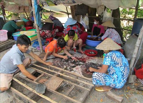 Các chủ sạp và nhân công đang tất bật làm thịt chuột để kịp giao cho khách. Ảnh: Công Mạo-TTXVN Các chủ sạp và nhân công đang tất bật làm thịt chuột để kịp giao cho khách. Ảnh: Công Mạo-TTXVN