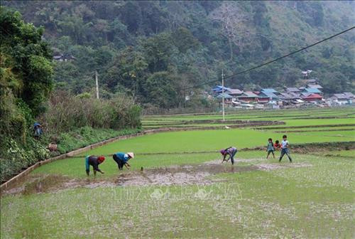 Người dân xuống đồng chuẩn bị cho vụ mùa mới. Ảnh: Văn Dũng - TTXVN Người dân xuống đồng chuẩn bị cho vụ mùa mới. Ảnh: Văn Dũng - TTXVN