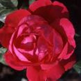 Hoa hồng - loài hoa đầy quyền lực - là biểu tượng của nước Anh. Hoa hồng - loài hoa đầy quyền lực - là biểu tượng của nước Anh.