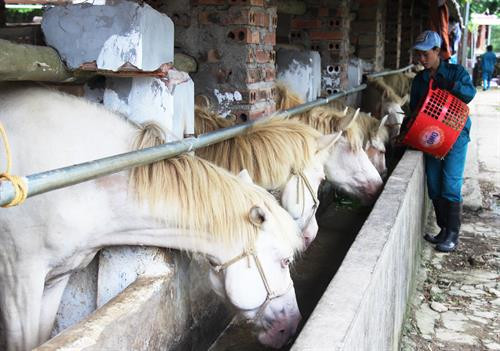 Đàn ngựa bạch thuần chủng tại Hợp tác xã chăn nuôi động vật bản địa. Ảnh: Hoàng Nguyên - TTXVN Đàn ngựa bạch thuần chủng tại Hợp tác xã chăn nuôi động vật bản địa. Ảnh: Hoàng Nguyên - TTXVN