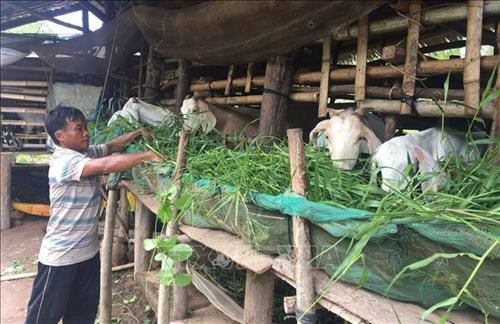Hiệu quả từ mô hình nuôi dê theo hướng an toàn sinh học. Ảnh: Trần Thị Thanh Hòa - TTXVN Hiệu quả từ mô hình nuôi dê theo hướng an toàn sinh học. Ảnh: Trần Thị Thanh Hòa - TTXVN