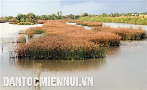 Những cánh đồng trồng năn tượng, cỏ nước mặn, cỏ gạo... trên đất nuôi tôm ở ấp Xẻo Nhàu A (Tân Thạnh, An Minh, Kiên Giang)