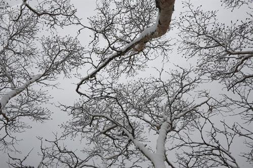 Tuyết phủ trắng xóa cây cối vào mùa đông trong Khu bảo tồn Kurilsky