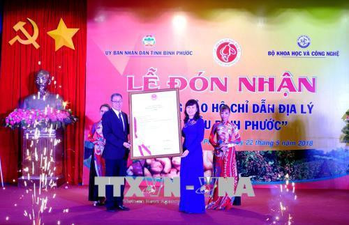 Đón văn bằng bảo hộ chỉ dẫn địa lý “hạt điều Bình Phước”. Ảnh: Dương Chí Tưởng - TTXVN Đón văn bằng bảo hộ chỉ dẫn địa lý “hạt điều Bình Phước”. Ảnh: Dương Chí Tưởng - TTXVN