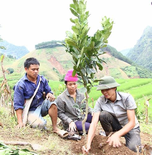 Người dân xã Nặm Păm trồng bưởi da xanh trên nương. Ảnh: Nguyễn Cường - TTXVN Người dân xã Nặm Păm trồng bưởi da xanh trên nương. Ảnh: Nguyễn Cường - TTXVN
