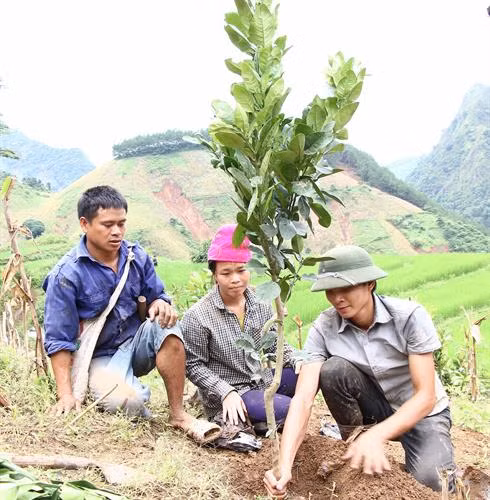 Người dân xã Nặm Păm trồng bưởi da xanh trên nương. Ảnh: Nguyễn Cường - TTXVN