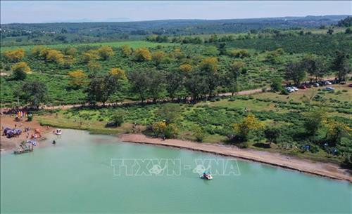 Hoa Muồng nở tại "Ngày hội Hoa Muồng vàng". Ảnh: Hoài Nam - TTXVN