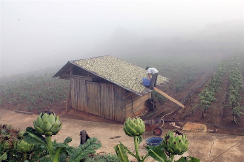 Phơi atisô trên mái nhà vào mỗi sáng sớm để có được sản phẩm sạch.