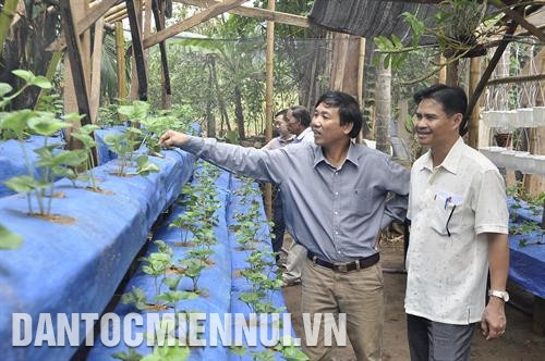Mô hình trồng dâu tây của Hợp tác xã nông nghiệp dịch vụ thương mại Hợp Thành ở xã Bờ Y, huyện Ngọc Hồi. Ảnh: Văn Phương Anh Nguyễn Xuân Đại - thành viên của Hợp tác xã Rạng Đông, huyện Đăk Tô với mô hình cây ăn quả sản xuất theo công nghệ sạch. Ảnh: Văn Phương