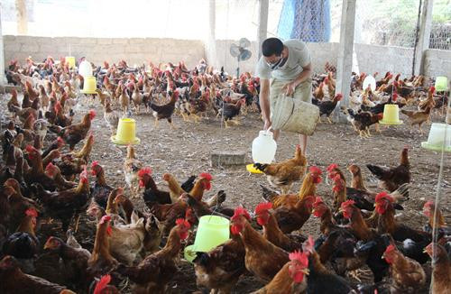 Xã viên Hợp tác xã chăm sóc đàn gà. Ảnh: Hoàng Nguyên - TTXVN Xã viên Hợp tác xã chăm sóc đàn gà. Ảnh: Hoàng Nguyên - TTXVN