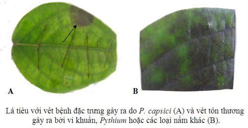 Để đánh giá chính xác nguồn bệnh trong vườn nặng hay nhẹ thì mỗi vườn có thể tiến hành bẫy 100-200 cốc và cứ 15 ngày bẫy một lần. Ảnh: tin247.com