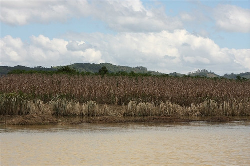 Hàng ngàn héc-ta hoa màu ở Đắk Lắk mất trắng sau lũ ảnh 4 Hàng ngàn héc-ta hoa màu ở Đắk Lắk mất trắng sau lũ ảnh 4