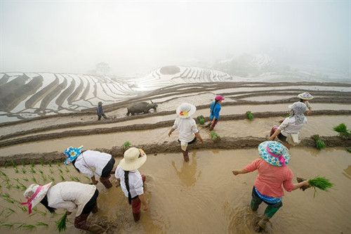 Nông dân xã Mường Hum đi cấy từ sáng sớm. Vào dịp giữa tháng 5, nhiếp ảnh gia lại có mặt tại vùng cao Bát Xát để ghi lại khoảnh khắc đẹp. Đam mê trước những thửa ruộng bậc thang. Đông đảo du khách và nhiếp ảnh gia đến Bát Xát để chụp ảnh ruộng bậc thang. Do thời tiết thuận lợi nên việc cấy lúa được đảm bảo hơn. Khoảnh khắc tuyệt đẹp tại ruộng bậc thang Bát Xát. Dọc đường lên Y Tý, nơi nào có ruộng bậc thang đẹp là các nhiếp ảnh gia lại tranh thủ chụp hình. Chỉ cuối tháng 5 là các thửa ruộng cấy xong. Nông dân xã Mường Hum đi cấy từ sáng sớm. Vào dịp giữa tháng 5, nhiếp ảnh gia lại có mặt tại vùng cao Bát Xát để ghi lại khoảnh khắc đẹp. Đam mê trước những thửa ruộng bậc thang. Đông đảo du khách và nhiếp ảnh gia đến Bát Xát để chụp ảnh ruộng bậc thang. Do thời tiết thuận lợi nên việc cấy lúa được đảm bảo hơn. Khoảnh khắc tuyệt đẹp tại ruộng bậc thang Bát Xát. Dọc đường lên Y Tý, nơi nào có ruộng bậc thang đẹp là các nhiếp ảnh gia lại tranh thủ chụp hình. Chỉ cuối tháng 5 là các thửa ruộng cấy xong.