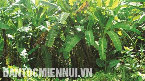 Chuối là cây trồng chủ lực trong xóa đói giảm nghèo, cải thiện đời sống của nhiều hộ đồng bào ở huyện Đông Giang. Ảnh: Nam Sương