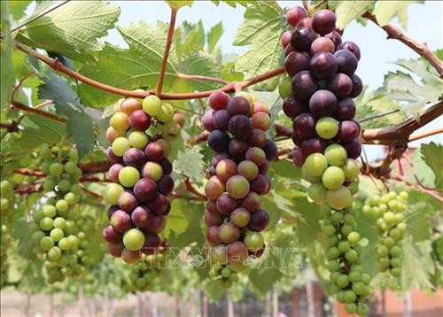 Nho Hạ Đen không hạt thích nghi với khí hậu khô nóng, thổ nhưỡng của Ninh Thuận. Ảnh: Nguyễn Thành – TTXVN Nho Hạ Đen không hạt thích nghi với khí hậu khô nóng, thổ nhưỡng của Ninh Thuận. Ảnh: Nguyễn Thành – TTXVN
