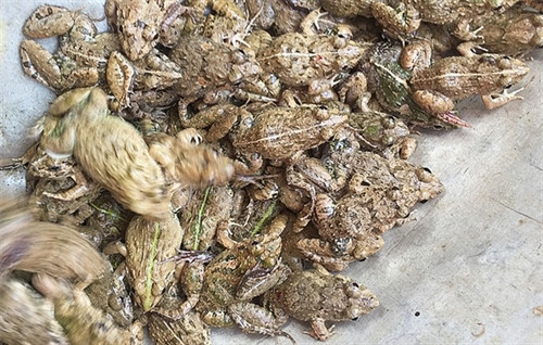 Nhái (tiếng địa phương gọi là ngóe), thân hình giống loài ếch nhưng nhỏ hơn rất nhiều. Sống trong môi trường ẩm thấp để da tiếp đất, thịt nhái khá tanh nên khi chế biến kèm theo nhiều gia vị. Người Thái ở Điện Biên vẫn chế biến thành món nhái om măng hoặc nhái chiên sả.