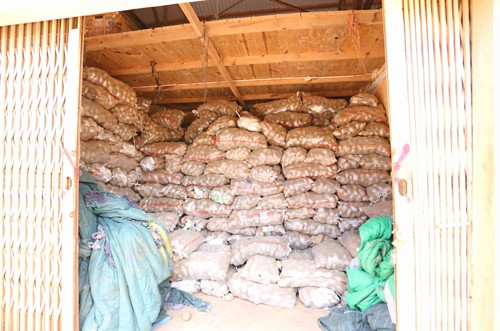 Khoai tây Trung Quốc mới nhập về chất đầy trong kho của một tiểu thương ở chợ nông sản Đà Lạt. Khoai tây Trung Quốc mới nhập về chất đầy trong kho của một tiểu thương ở chợ nông sản Đà Lạt.