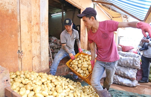 Nhân công một vựa khoai tây Trung Quốc đổ khoai vào một góc sau khi đã rửa sạch để chuẩn bị “trộn đất”. Nhân công một vựa khoai tây Trung Quốc đổ khoai vào một góc sau khi đã rửa sạch để chuẩn bị “trộn đất”.