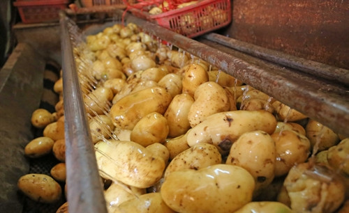 Khoai tây Trung Quốc được rửa sạch trước khi “trộn đất” để,,,biến thành khoai tây Đà Lạt. Khoai tây Trung Quốc được rửa sạch trước khi “trộn đất” để,,,biến thành khoai tây Đà Lạt.