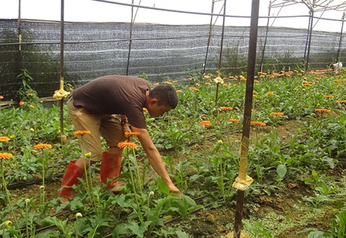 Sinh viên đang làm thêm tại làng hoa Vạn Thành