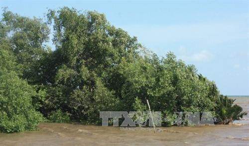 Rừng phòng hộ ven biển góp phần bảo vệ vùng bờ biển trước thiên tai và biến đổi khí hậu