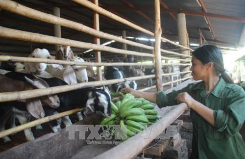 Chăm sóc đàn dê tại trại dê Đức Trung. Ảnh: Lê Xuân-TTXVN