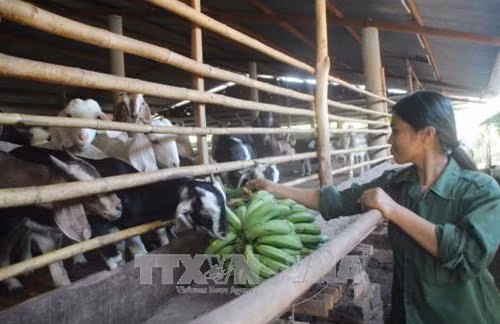 Chăm sóc đàn dê tại trại dê Đức Trung. Ảnh: Lê Xuân-TTXVN