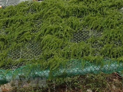 Nghề rong biển với triển vọng kinh tế và bảo vệ môi trường. Ảnh: Nguyên Lý - TTXVN