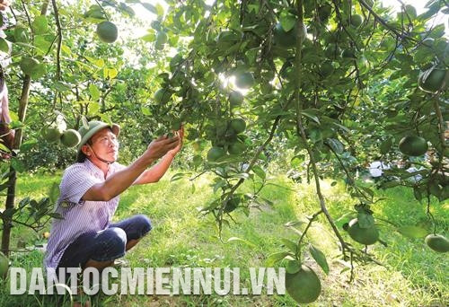 Huyện Con Cuông phấn đấu đến năm 2020, diện tích trồng cam đạt 450 ha, tập trung chủ yếu tại các xã: Yên Khê, Chi Khê, Bồng Khê, Thạch Ngàn...