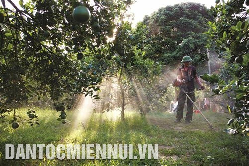 Vườn cam áp dụng mô hình trồng trọt theo tiêu chuẩn VietGAP của bà con nông dân bản Pha, xã Yên Khê, huyện Con Cuông