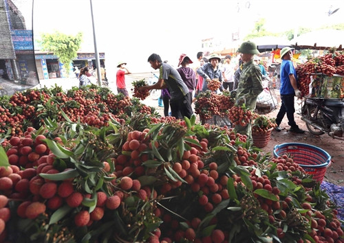 Thu mua vải thiều tại một hộ kinh doanh ở thị trấn Kim, xã Phượng Sơn, huyện Lục Ngạn. Thu mua vải thiều tại một hộ kinh doanh ở thị trấn Kim, xã Phượng Sơn, huyện Lục Ngạn.