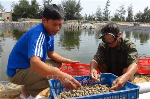 Mô hình nuôi ốc hương của anh Phạm Văn Nghĩa ở xã Quảng Xuân (Quảng Trạch, Quảng Bình). Ảnh: Đức Thọ - TTXVN