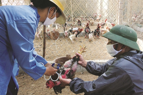 Tiêm vắc xin cho gia cầm thường tiêm sau gáy, vị trí 1/3 giáp thân, cơ cánh, cơ ức Tiêm vắc xin cho gia cầm thường tiêm sau gáy, vị trí 1/3 giáp thân, cơ cánh, cơ ức