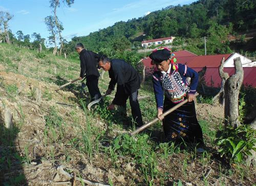 Người Si La canh tác cây ngô trên đất dốc. Hiện cả bản Nậm Sin có hơn 90 ha ruộng nương. Ảnh: Xuân Tiến-TTXVN