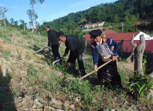 Người Si La canh tác cây ngô trên đất dốc. Hiện cả bản Nậm Sin có hơn 90 ha ruộng nương. Ảnh: Xuân Tiến-TTXVN