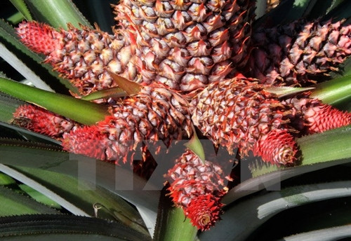 Quả dứa phụng được đánh giá là đẹp khi có phần đầu xòe to, đỏ rực như đuôi phụng, phần cuống có nhiều quả nhỏ bao quanh. (Ảnh: Xuân Dự/TTXVN)