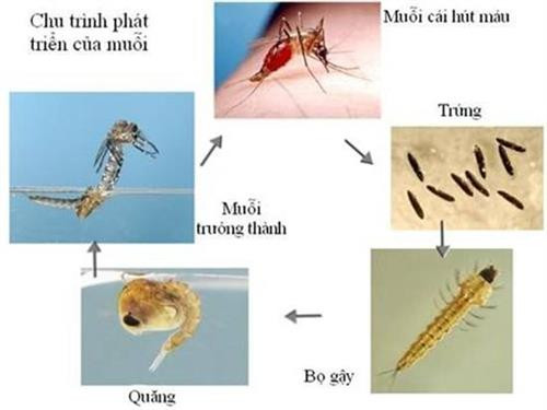 Chu kỳ phát triển của muỗi vằn Aedes. Ảnh: vietnamnet.vn Chu kỳ phát triển của muỗi vằn Aedes. Ảnh: vietnamnet.vn