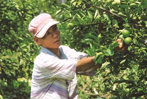 Chanh không hạt là loại cây dễ trồng, ít sâu bệnh và không tốn nhiều công chăm sóc Chanh không hạt hiện là một trong 10 sản phẩm nông nghiệp chủ lực của tỉnh Hậu G Chanh không hạt là loại cây dễ trồng, ít sâu bệnh và không tốn nhiều công chăm sóc Chanh không hạt hiện là một trong 10 sản phẩm nông nghiệp chủ lực của tỉnh Hậu G