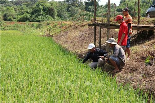 Cán bộ khuyến nông xã Nhân Đạo đưa bà con ra thăm đồng, theo dõi ruộng lúa sắp tới kỳ thu hoạch. Ảnh: Ngọc Minh - TTXVN Cán bộ khuyến nông xã Nhân Đạo đưa bà con ra thăm đồng, theo dõi ruộng lúa sắp tới kỳ thu hoạch. Ảnh: Ngọc Minh - TTXVN