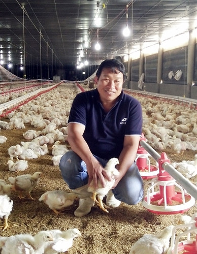 Nuôi gà trong trại lạnh đem lại hiệu quả kinh tế cao Nuôi gà trong trại lạnh đem lại hiệu quả kinh tế cao