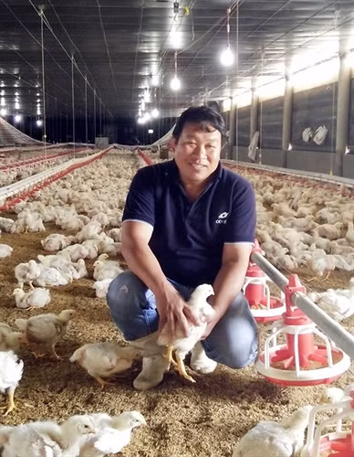 Nuôi gà trong trại lạnh đem lại hiệu quả kinh tế cao