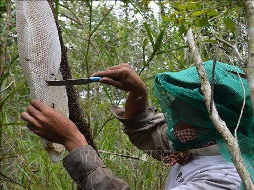 Mật ong rừng tràm U Minh Hạ là đặc sản nổi danh, quý giá mà thiên nhiên đã ban tặng. Ảnh: Thế Anh - TTXVN Mật ong rừng tràm U Minh Hạ là đặc sản nổi danh, quý giá mà thiên nhiên đã ban tặng. Ảnh: Thế Anh - TTXVN