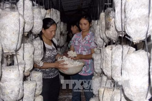 Các thành viên Tổ Phụ nữ liên kết trồng và chế biến nấm sạch xã Tân Thanh, huyện Lạng Giang thu hoạch sản phẩm. Ảnh: Đồng Thúy - TTXVN