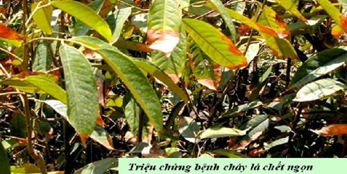 Bệnh cháy lá và chết ngọn trên sầu riêng. Ảnh: kythuatnuoitrong.com Bệnh cháy lá và chết ngọn trên sầu riêng. Ảnh: kythuatnuoitrong.com