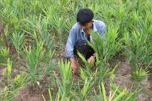 Chăm sóc gừng trồng trên đất lúa 1 vụ trước đây ở xã Phú Thạnh. Ảnh: Minh Trí - TTXVN Chăm sóc gừng trồng trên đất lúa 1 vụ trước đây ở xã Phú Thạnh. Ảnh: Minh Trí - TTXVN